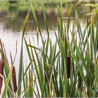 Про 31 августа... :: Aquarius - Сергей