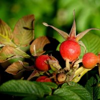 Природа конца лета 2 :: Александр Прокудин Природа конца лета 2 :: Александр Прокудин