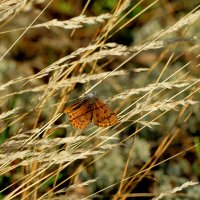 Природа конца лета 3 :: Александр Прокудин Природа конца лета 3 :: Александр Прокудин