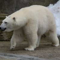 Медведица Айка :: <<< Наташа >>> Медведица Айка :: <<< Наташа >>>