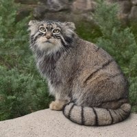 Манул Тимоша :: <<< Наташа >>> Манул Тимоша :: <<< Наташа >>>