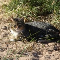 На солнышке :: Наталья Герасимова На солнышке :: Наталья Герасимова