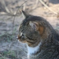 Котопортрет :: Наталья Герасимова