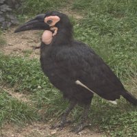 Кафрский рогатый ворон :: <<< Наташа >>>