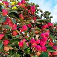 Урожай 2025 :: Любовь Сахарова Урожай 2025 :: Любовь Сахарова