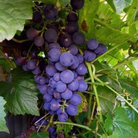 Уральский виноград :: Любовь Сахарова