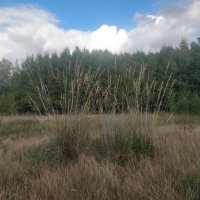 На солнечной полянке :: Андрей Хлопонин На солнечной полянке :: Андрей Хлопонин