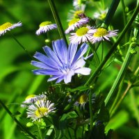 Нежная красота :: Людмила Смородинская Нежная красота :: Людмила Смородинская