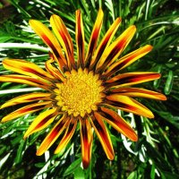 Гацания зацвела :: Людмила Смородинская