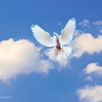 Белый голубь в полёте :: Светлана Ищенко