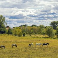 Выгул лошадей :: Светлана Ищенко Выгул лошадей :: Светлана Ищенко