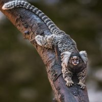 Игрунка :: SanSan 