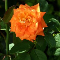 Вот и осень рришла :: Валентин Семчишин