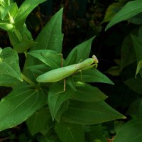 Богомол маскируется :: Валентин Семчишин Богомол маскируется :: Валентин Семчишин