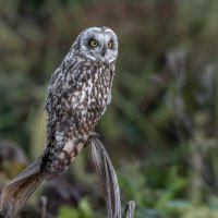 сова болотная :: юрий макаров