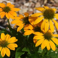 Лето в Ботаническом... Август. :: Наташа ***** Лето в Ботаническом... Август. :: Наташа *****