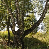 Единый корень! :: Владимир Волик