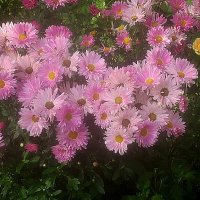 Хризантемы :: Елена Семигина