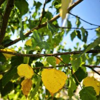 осень на пороге... :: Oksana Verkhoglyad