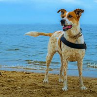 Парсон-рассел-терьер :: Aleksey Afonin