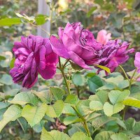 ,,, :: Сергей Тимоновский