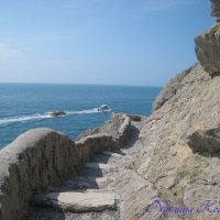 Природа Крыма :: Amazing Cosmea