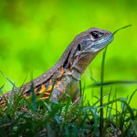 Агама ящерица. :: Aleksey Afonin