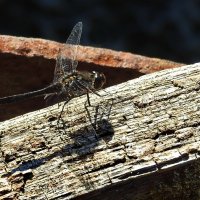 ***** :: ИННА ПОРОХОВА