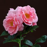 Сентябрьские красотки :: Светлана Сентябрьские красотки :: Светлана