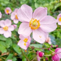 цветок :: Наталья 