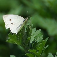 Макро мир вокруг нас... :: Николай Саржанов