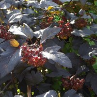 Пузыреплодник "Diablo" :: Freddy 97