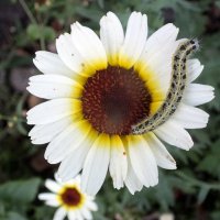 ** :: Зоя Мишина ** :: Зоя Мишина