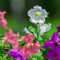 *** :: Виктор Иванович Чернюк *** :: Виктор Иванович Чернюк