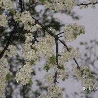 снег в мае :: fogmeadowww m