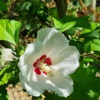 Спрятался от солнышка... :: Наталья Спрятался от солнышка... :: Наталья