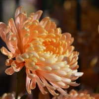 Вчера был день хризантем... :: Татьяна Тюменка