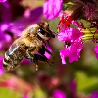 гость цветка :: Laryan1 