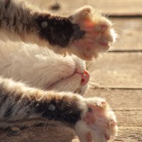 Потягушки :: Валерий Елистратов