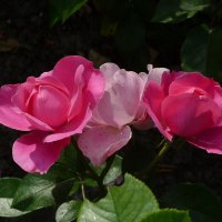 Три сестрички :: Сергей Швечков