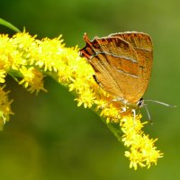 Природа конца лета 8 :: Александр Прокудин Природа конца лета 8 :: Александр Прокудин