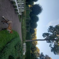 Лиса :: Сапсан 