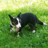 Вельш-корги кардиган :: Ольга Довженко