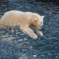 Белый :: SanSan 