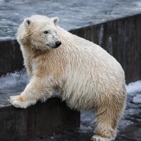 Белый :: SanSan 