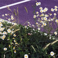 Август....Городские ромашки на асфальте! :: Владимир 