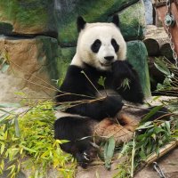 Панда Катюша :: <<< Наташа >>>