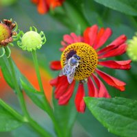 Пчёлка :: Татьяна Лютаева