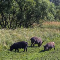 Встреча на берегу реки :: Сергей Цветков Встреча на берегу реки :: Сергей Цветков