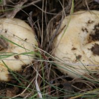 Груздочки. :: сергей ермошкин